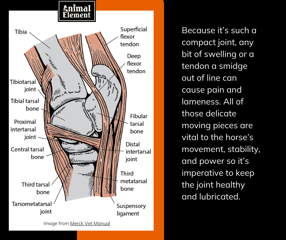 diagram-of-tendons-and-ligaments-in-the-equine-hock-joint