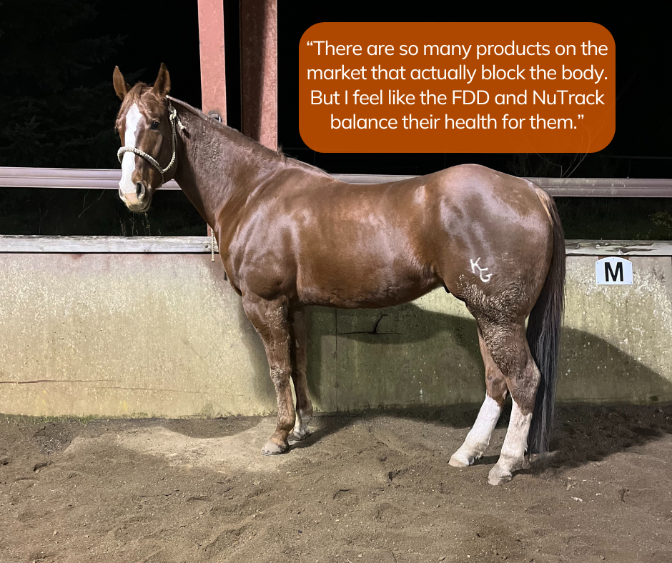 fdd-and-nutrack-help-balances-horses-health