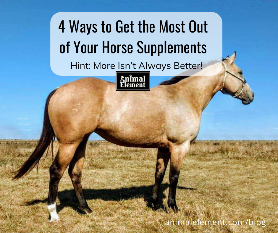 image-of-buckskin-horse-in-field-for-the-blog-4-ways-to-get-the-most-out-of-your-horse-supplements