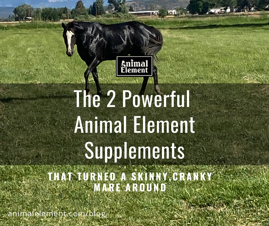 the-two-powerful-animal-element-supplements-that-turned-a-skinny-cranky-mare-around