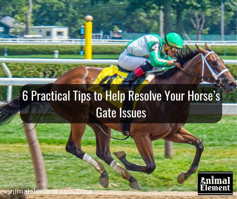 6-practical-tips-to-help-resolve-your-horses-gate-issues