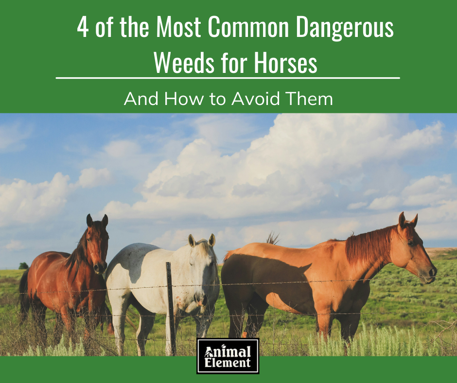 4-most-common-dangerous-weeds-for-horses-and-how-to-avoid-them