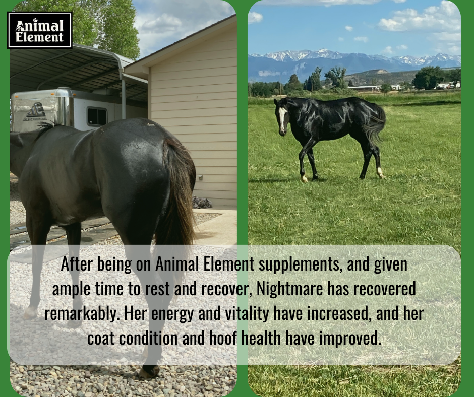 nightmare-the-mare-has-recovered-remarkably-on-animal-element