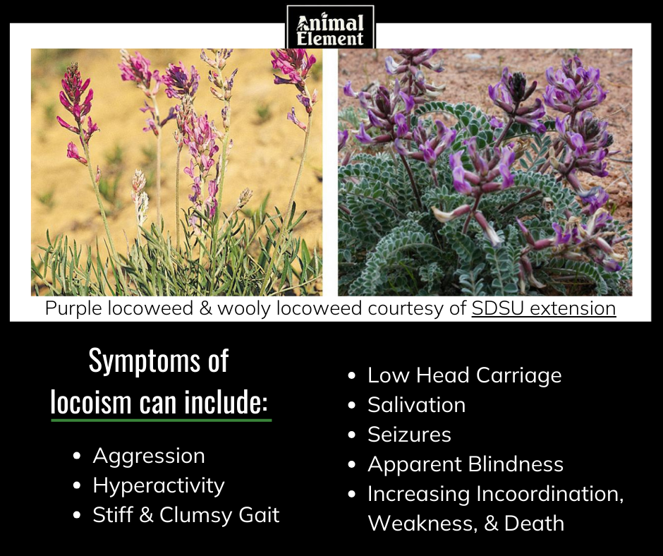 two-side-by-side-photos-of-types-of-locoweeds-with-symptoms-of-poisoning-below-images