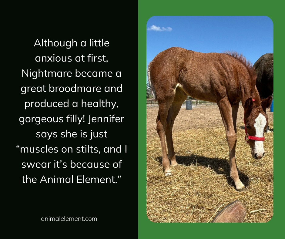 the-filly-is-muscles-on-stilts-thanks-to-animal-element-supplements