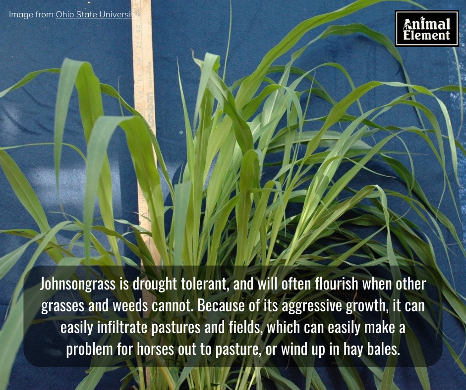 image-of-johnsongrass-with-information-about-where-it-grows