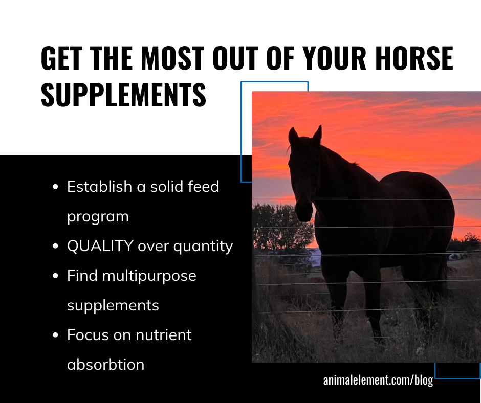 get-the-most-out-of-your-horse-supplements-with-silhouette-of-horse-in-front-of-orange-sunset