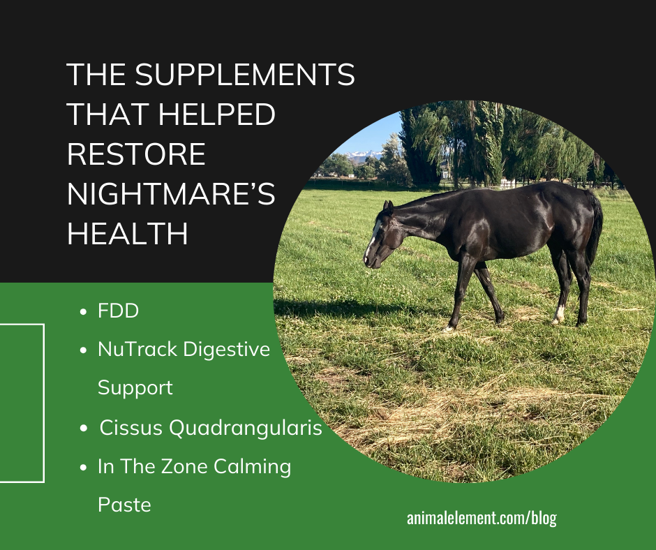 the-supplements-that-helped-restore-this-mares-health