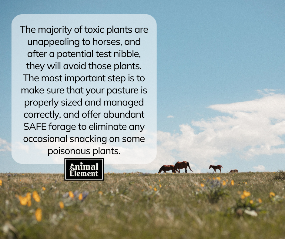 to-avoid-toxic-plant-poisoning-make-sure-you-have-proper-pasture-management