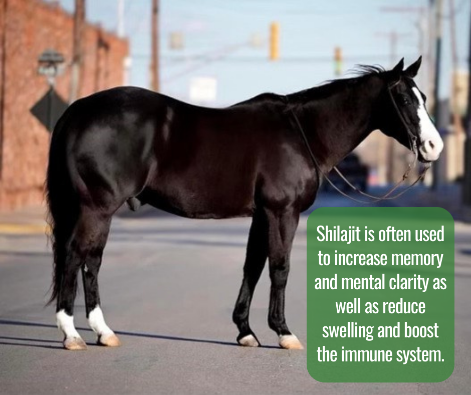 shilajit-is-an-ingredient-used-for-mental-clarity-and-as-a-horse-calming-supplement