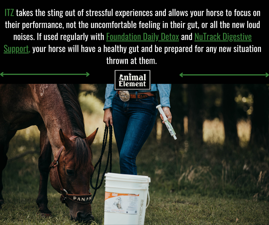 in-the-zone-is-a-horse-calming-supplement-that-can-promote-a-healthy-gut-too