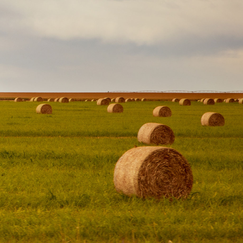 3-different-kinds-of-hay-for-horses