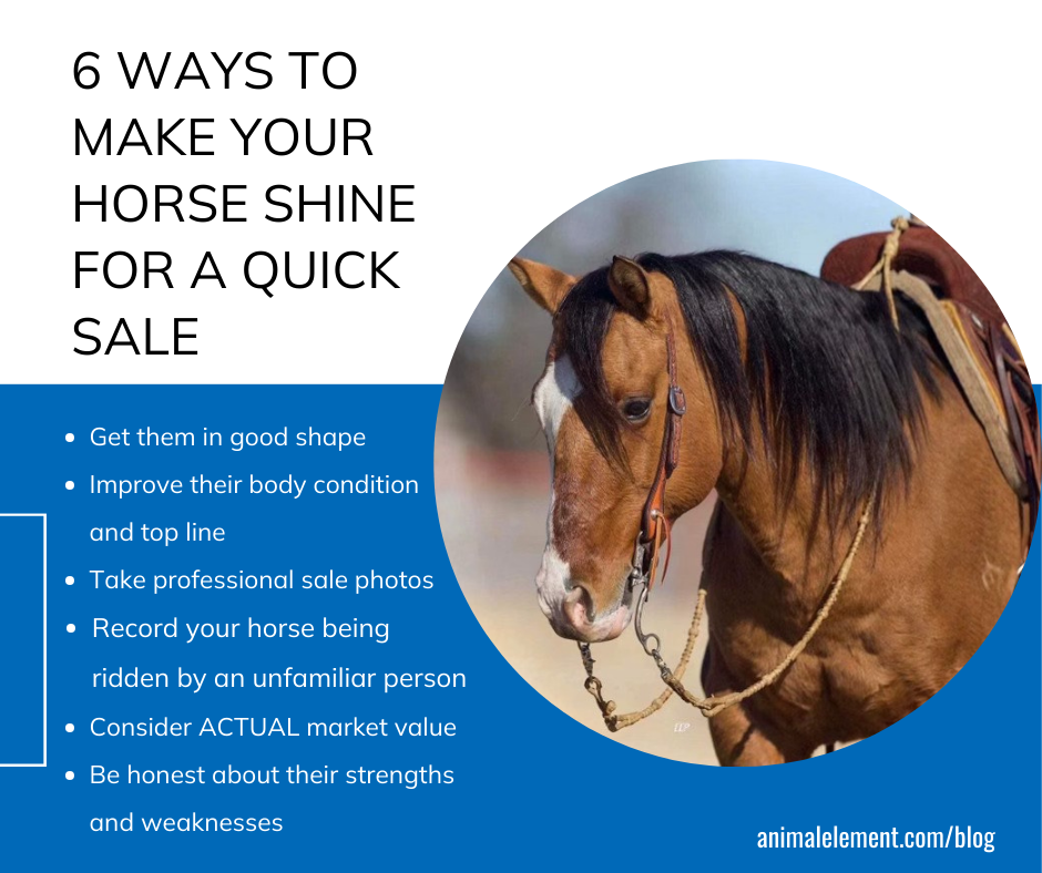 ways-to-make-your-horse-shine-for-a-quick-sale