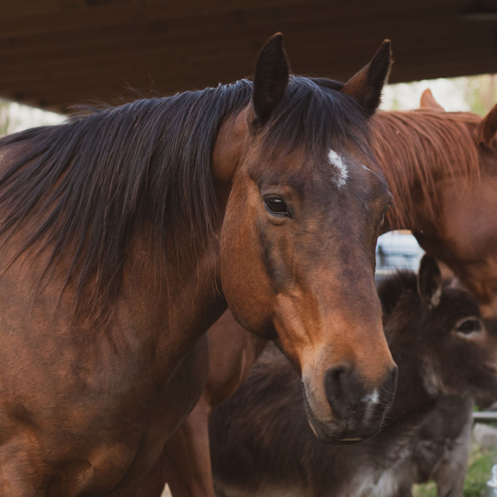 Facing Horse Surgery? 3 Ways to Help Your Equine Pal Recover Quickly ...