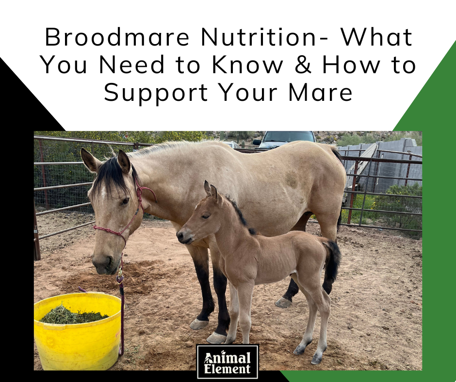 broodmare-nutrition-and-what-you-need-to-know-to-support-your-mare