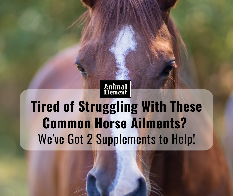 blog-title-tired-of-struggling-with-these-common-horse-ailments-over-close-up-image-of-a-horses-face