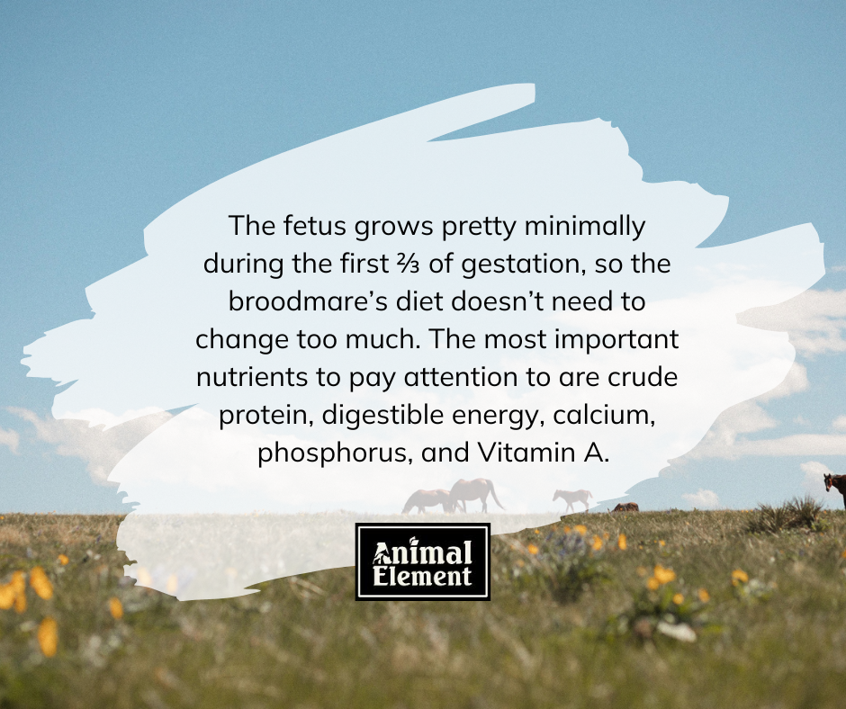 broodmares-diet-doesnt-usually-change-much-during-the-first-two-thirds-of-gestation