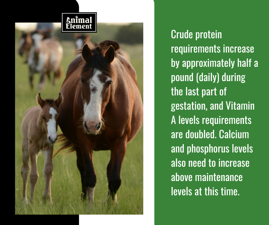 a-broodmares-crude-protein-requirements-increase-by-half-a-pound-a-day-during-the-last-part-of-gestation