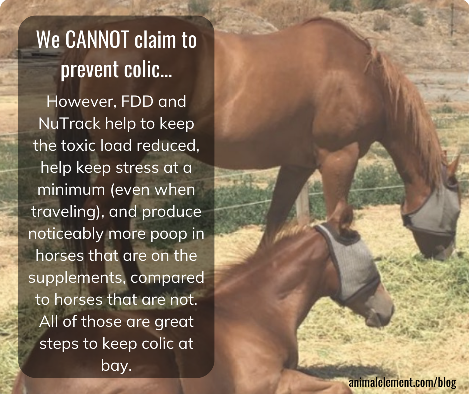 fdd-and-nutrack-help-prevent-common-horse-ailments-and-reduce-the-risk-of-colic