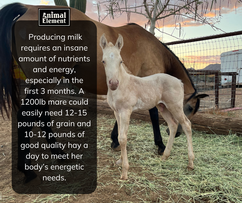 a-lactating-broodmare-could-need-10-to-12-pounds-of-forage-a-day