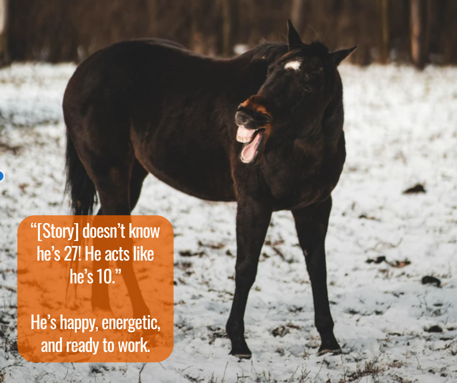 story-the-horse-showing-his-teeth-and-gums-feeling-good-thanks-to-animal-element