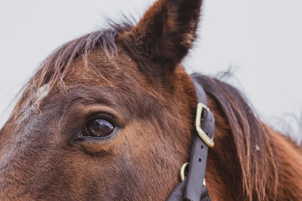 common-horse-ailments-and-2-supplements-to-help