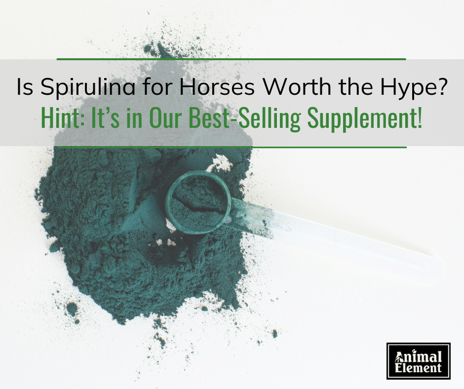 is-spirulina-for-horses-worth-the-hype?