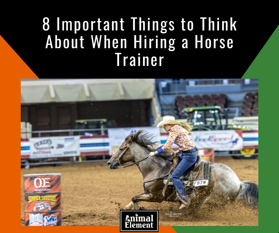 important-things-to-think-about-when-hiring-a-horse-trainer