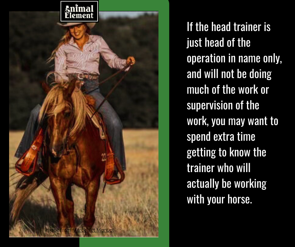 get-to-know-the-horse-trainer-directly-working-with-your-horse