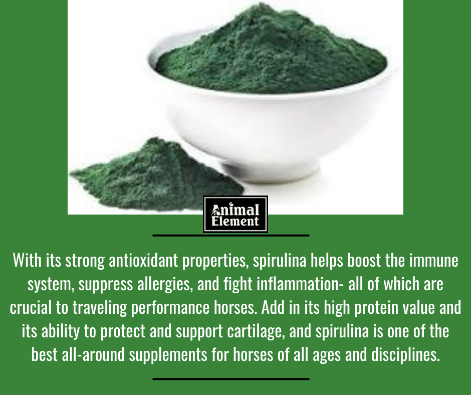 spirulina-boosts-immune-system-in-horses