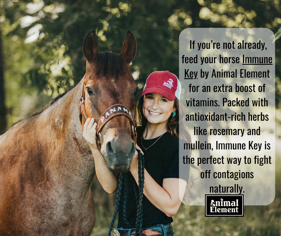 feeding-immune-key-by-animal-element-helps-keep-your-horse-healthy-during-tough-competition-seasons